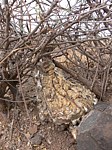 Cephalopentandra ecirrhosa Isiolo severne Kenya 2012_PV1360.jpg